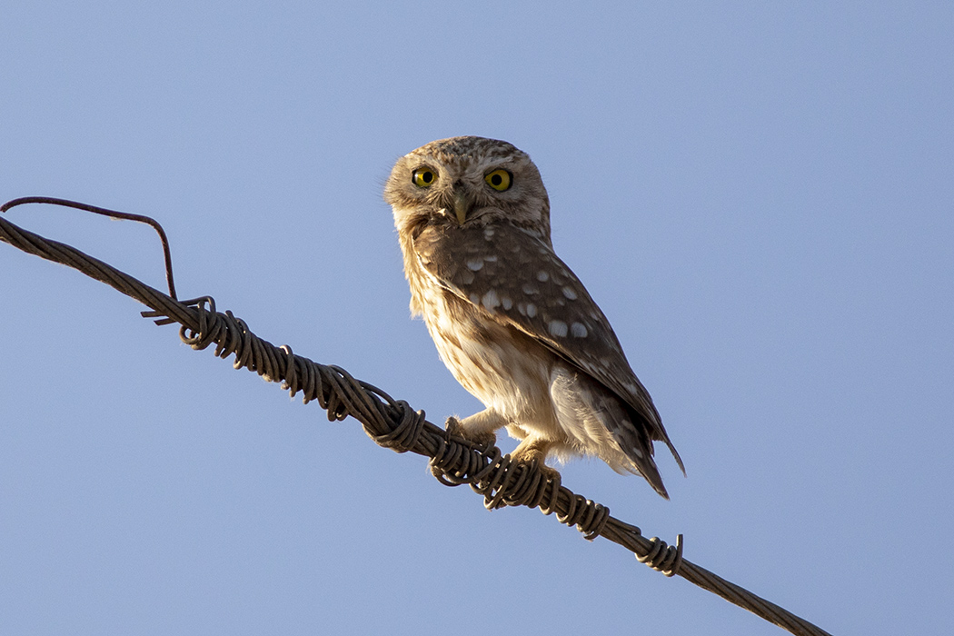 Little Owl